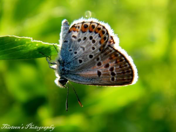 Butterfly_by_iuliana13.jpg