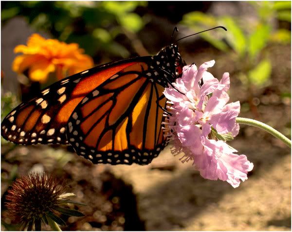 Monarch_Butterfly_by_Sugargrl14.jpg