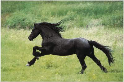 black_stallion.jpg