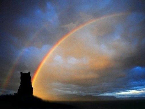  photo gatto-e-arcobaleno-3-ridotto1.jpg
