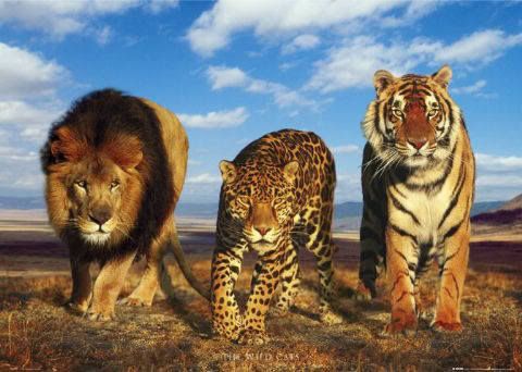 big cats Pictures, Images and