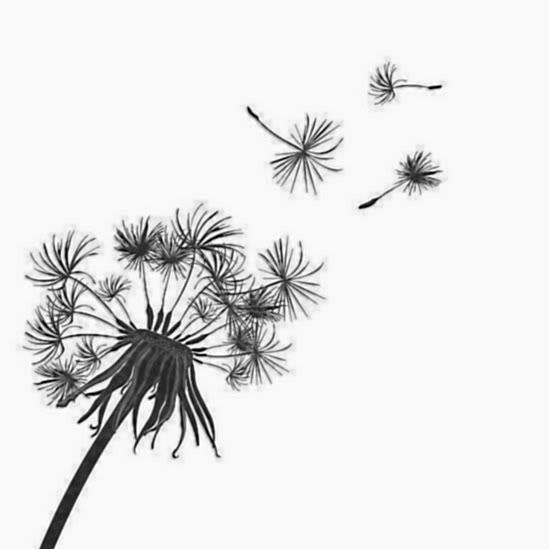 Dandelion Tattoo In love with this totally want it tatted on my shoulder