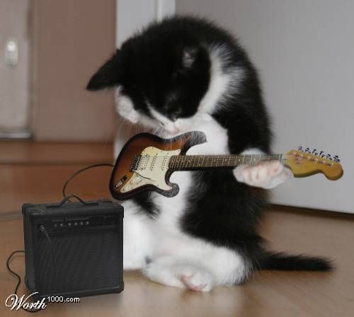 rockrcat.jpg