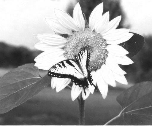 sunflower-grayscale-1.jpg
