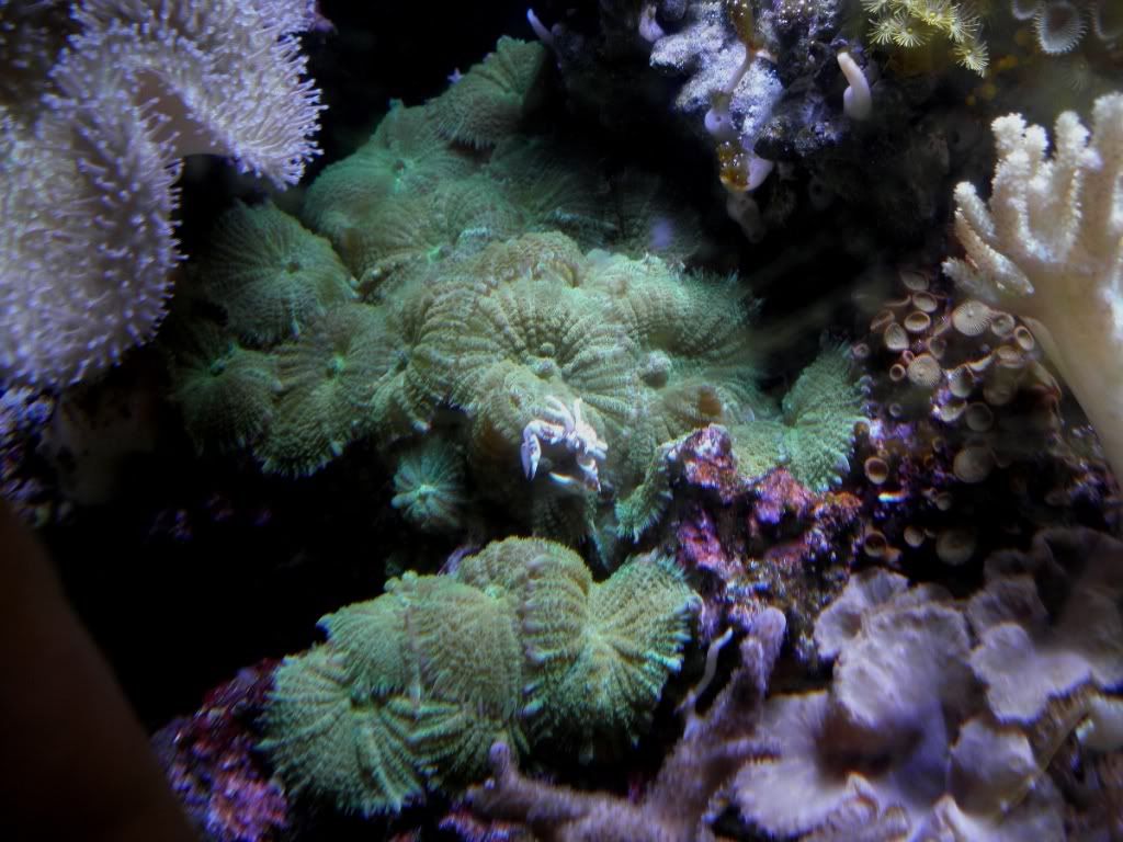 crab - Photo Contest: Peace on Earth  - sponsored by Amazon Stingrays