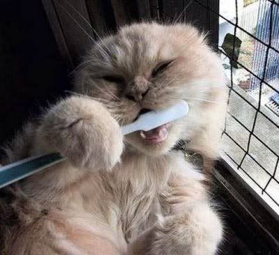cat-brush.jpg Me ma always said I should brush ma teeth image by zarph