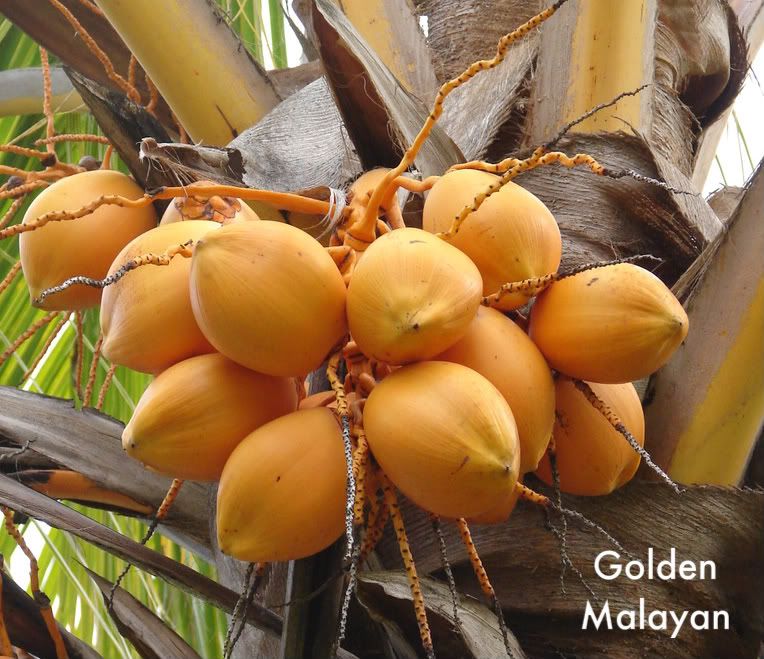 Golden Malayan Nuts