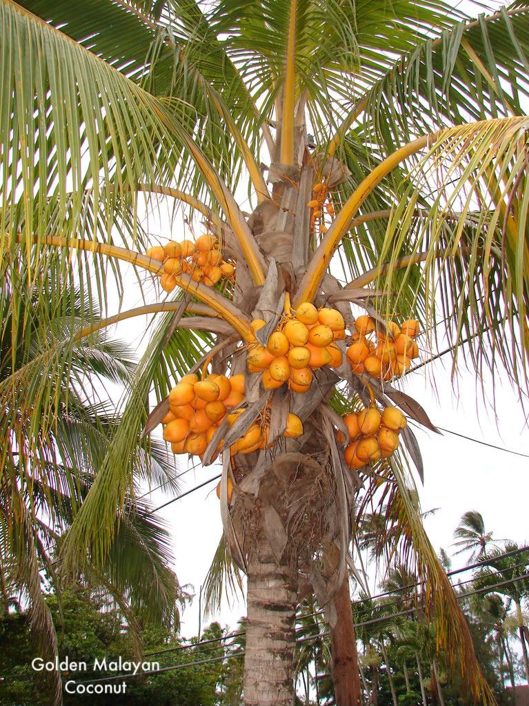 Golden Malayan Coconut Palm Tree