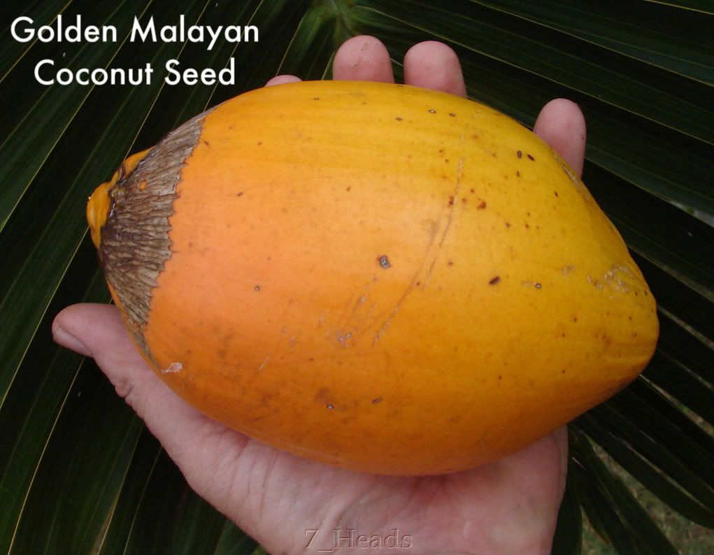 Worlds Most Beautiful Coconut PalmGOLD MALAY DWARF COCONUT Cocos