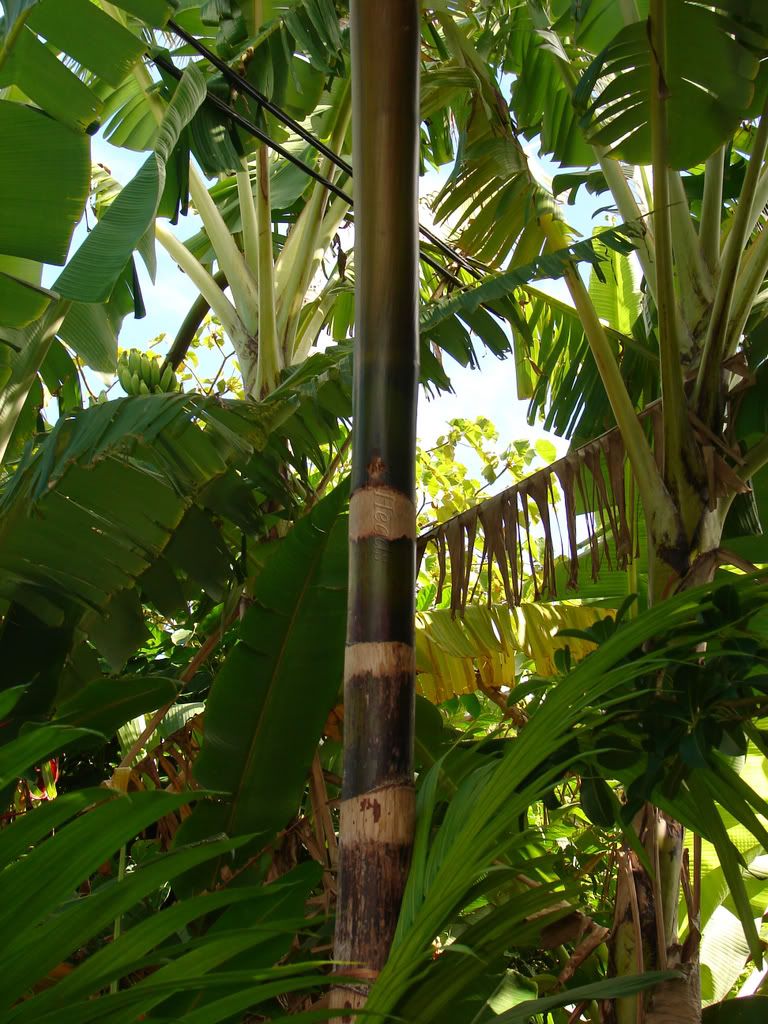 The Mother Tree for these seedlings on Pupukea. Mahalo Horacio.
Açaí Palm Trunk Detail 
picture by 7_Heads
