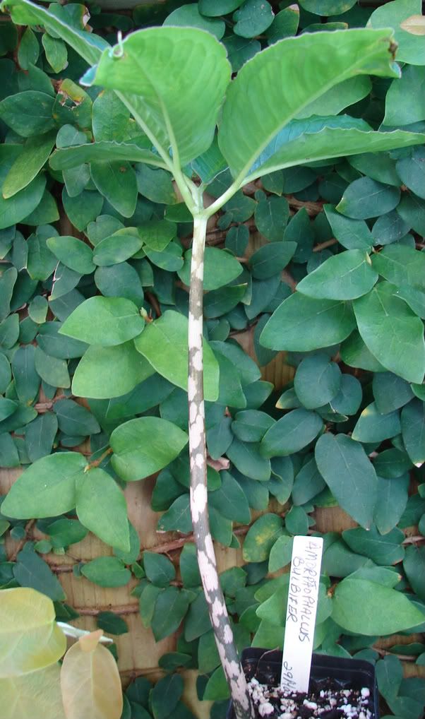 Amorphophallus Bulbifer seedling