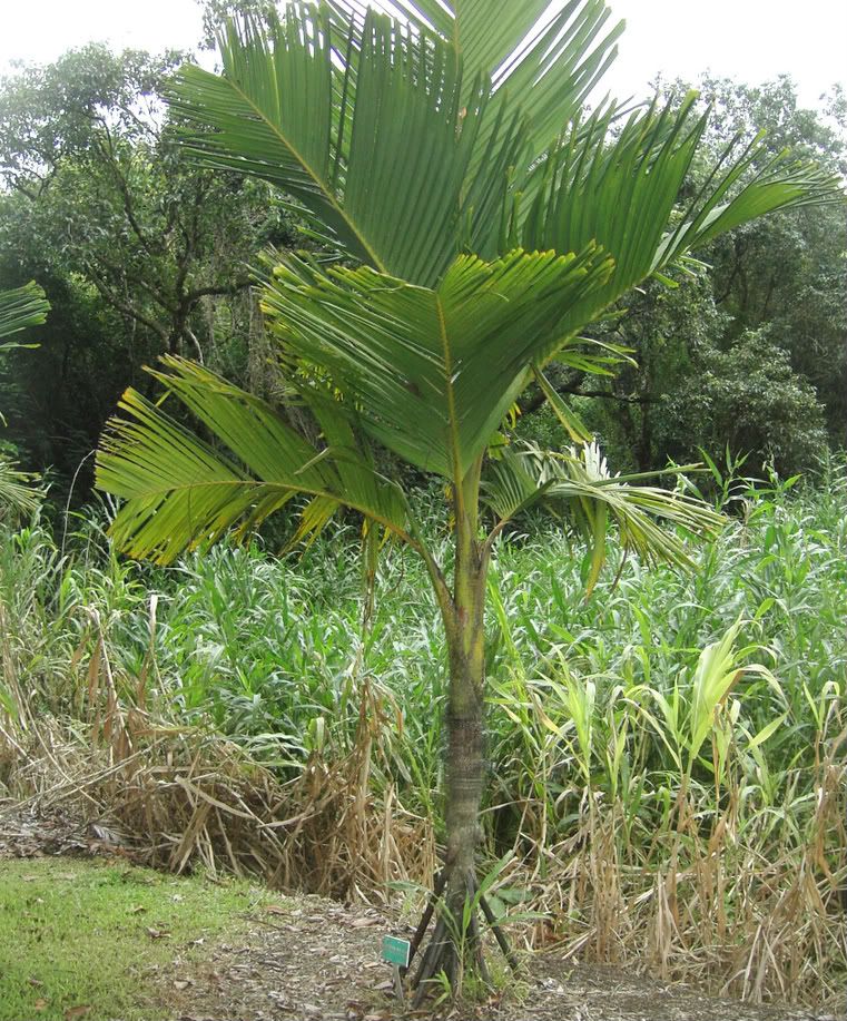 Seychelles Stilt Palm