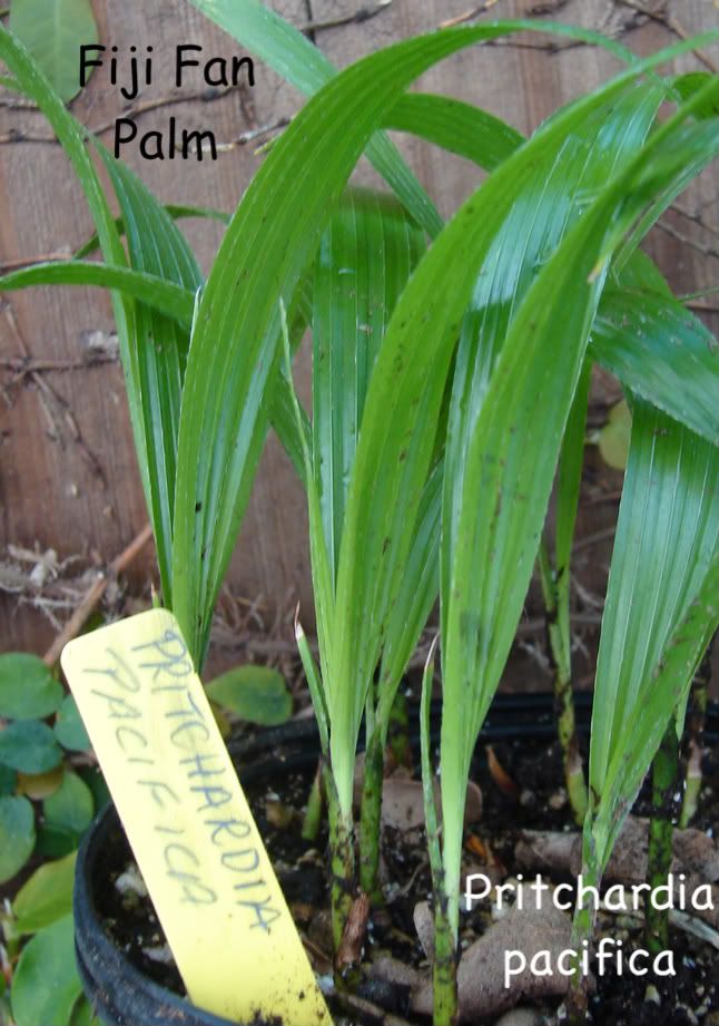 Pritchardia pacifica seedlings for sale