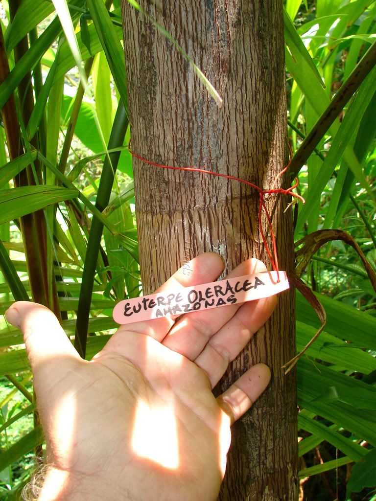 Açaí Palm Trunk Detail
The Mother Tree for these seedlings on Pupukea. Mahalo Horacio. You had great fore-thought to have planted this tree.