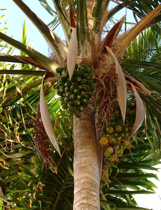 Syagrus psuedococcocus is one of the most beautiful Brazilian palms