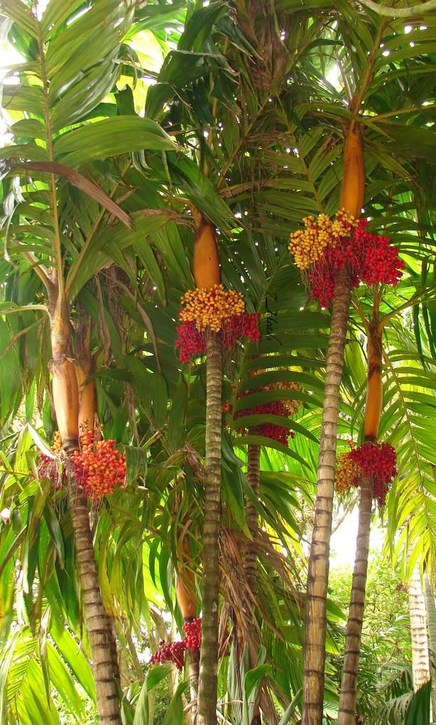 Orange Collar Palm * Areca vestiaria picture by 7_Heads