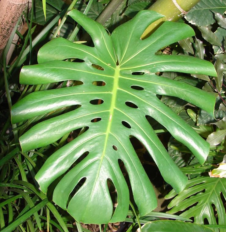 Windowleaf Monstera deliciosa