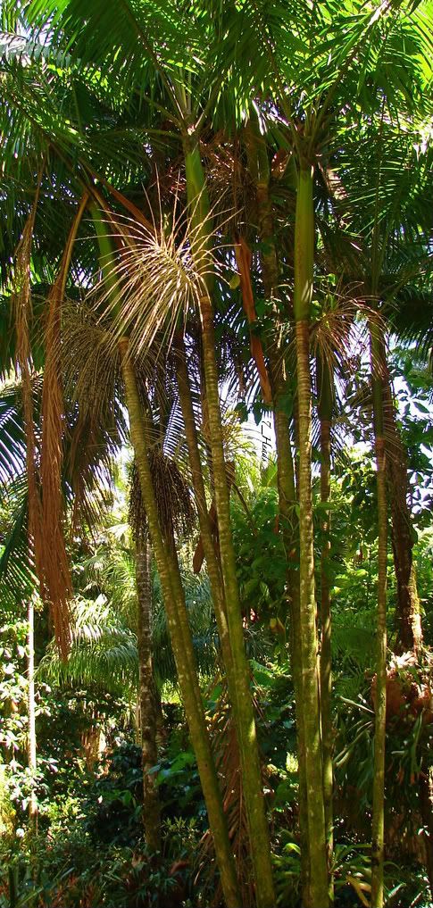 Polynesian Produce Stand : ~ACAI~ Palm Tree Euterpe oleracea Edible