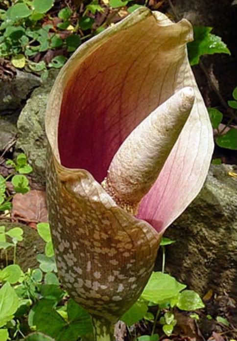 Amorphophallus bulbifer