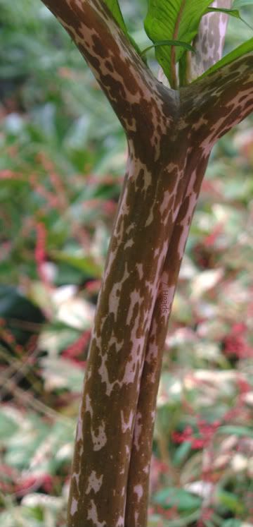 Amorphophallus Stem