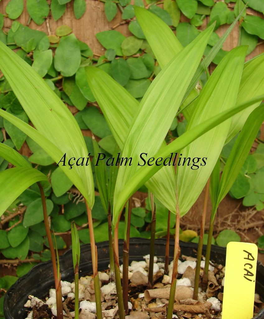 Açaí Palm Seedlings for sale
