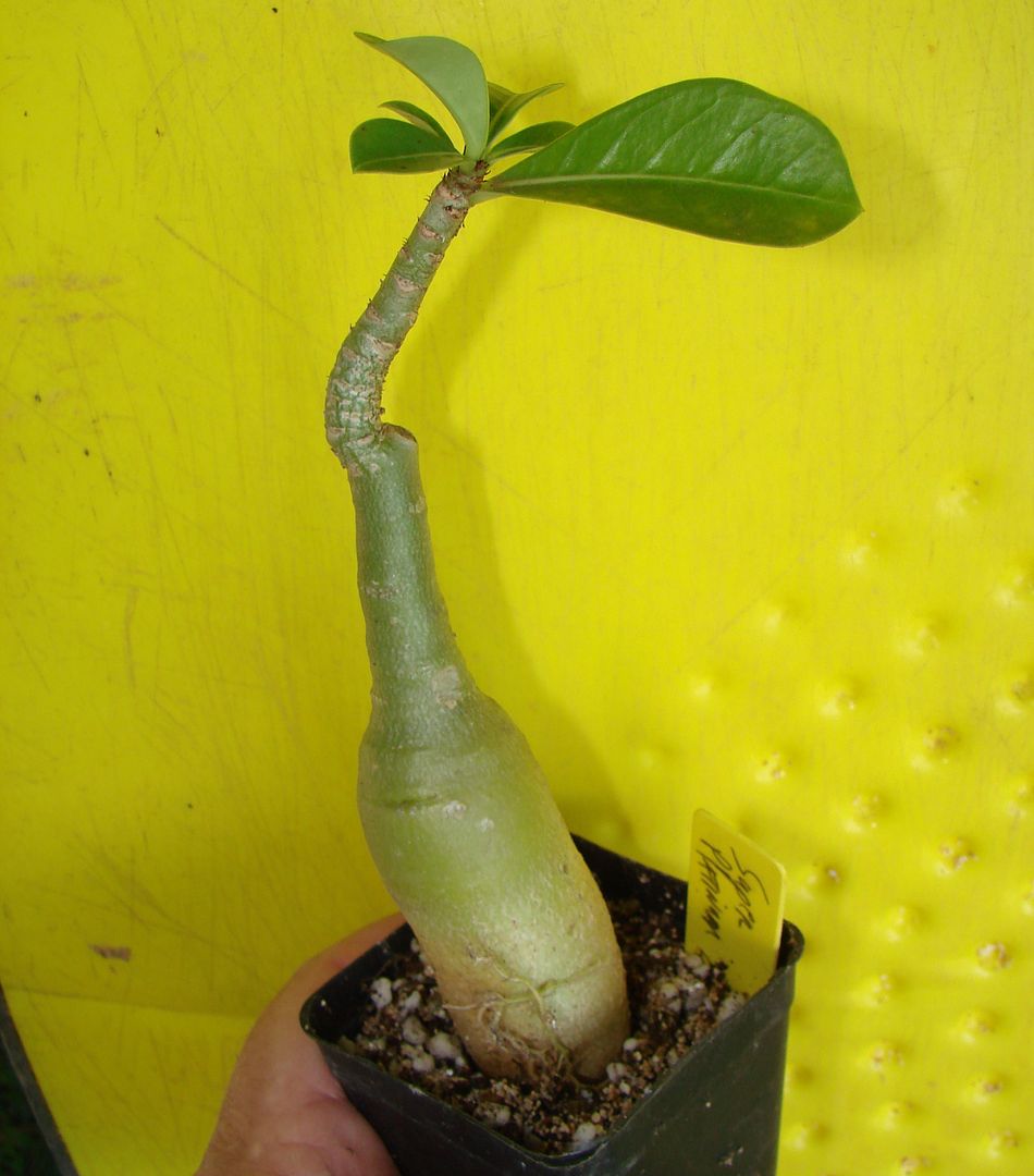 Desert Rose Adenium Seedling for sale similar to this plant.
picture by 7_Heads
