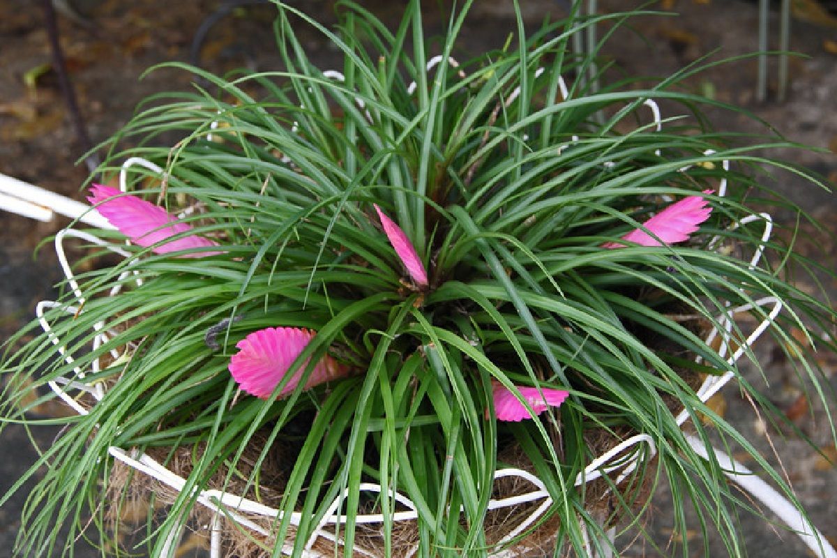 Pink Quill ~ Tillandsia cyanea