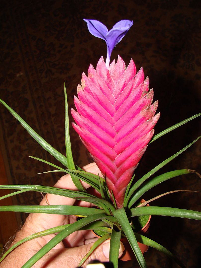 Similar item: Pink Quill ~ Tillandsia cyanea