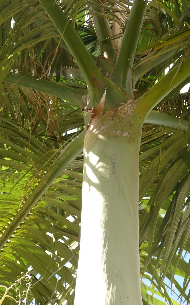 Alexander King Palm Crownshaft
picture by 7_Heads