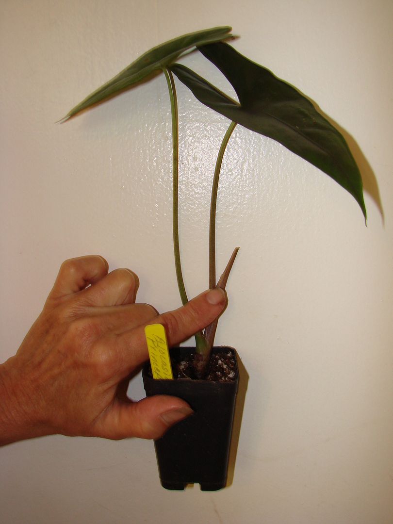 Alocasia princeps Purple Cloak