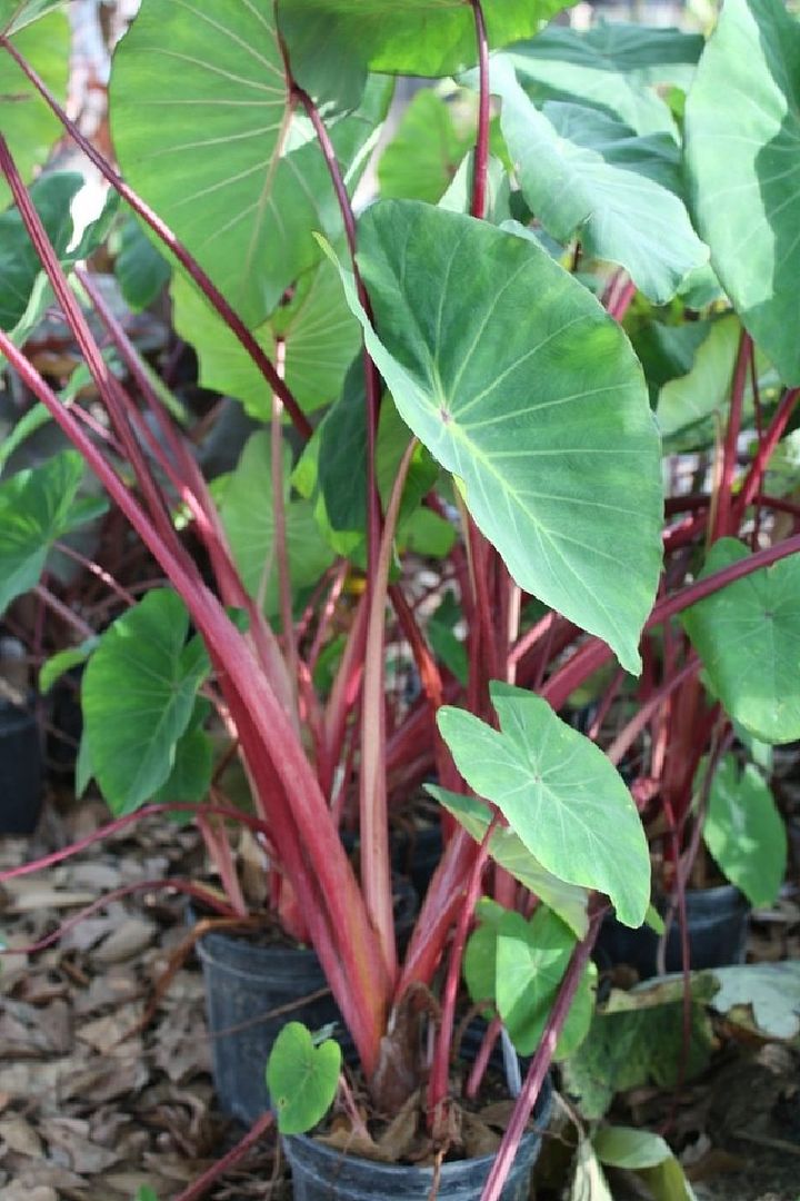 Colocasia esculenta 'Kumu Taro'