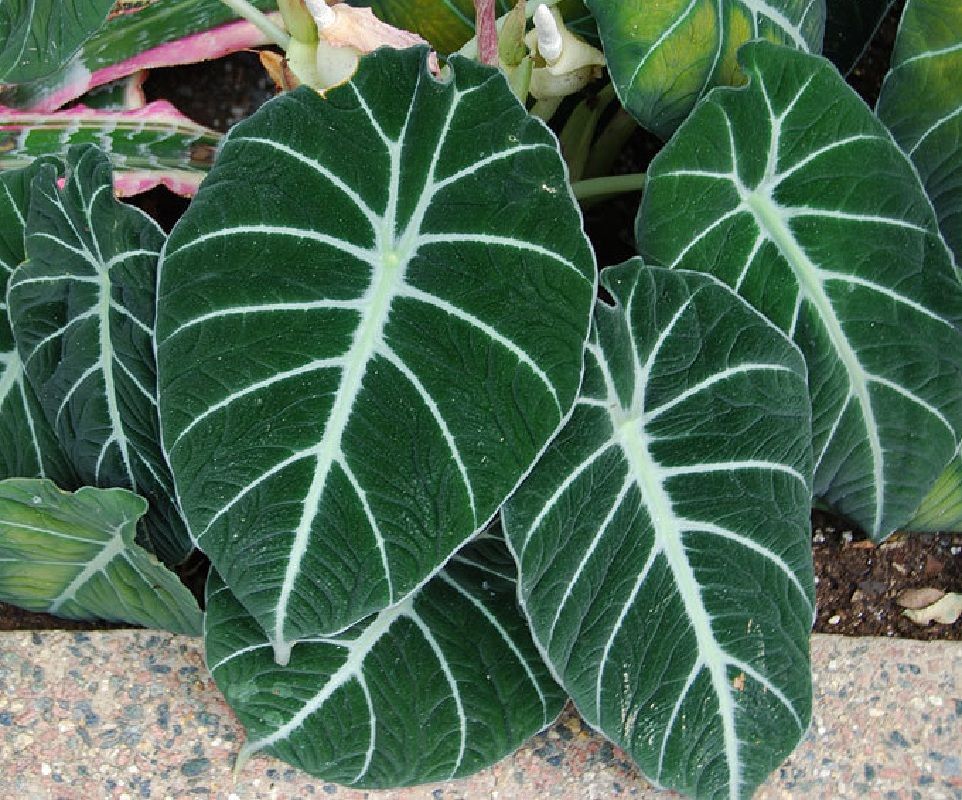 Jewel Black Velvet Alocasia