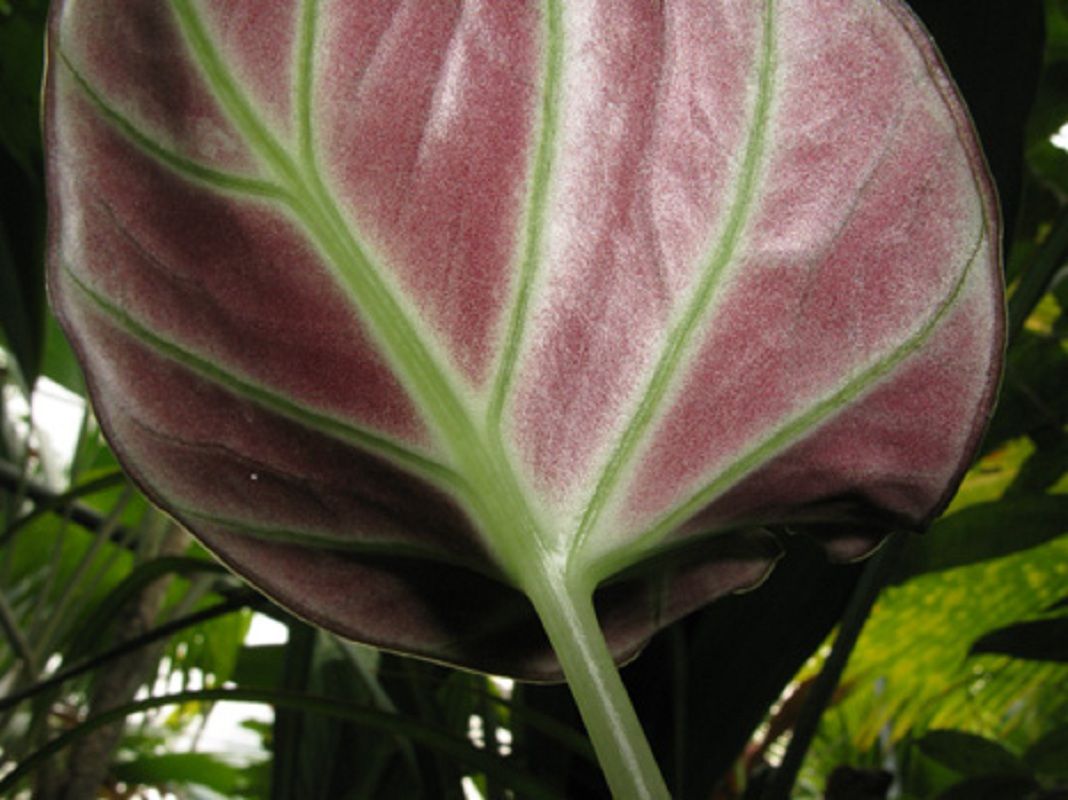 Alocasia reginula Black Velvet