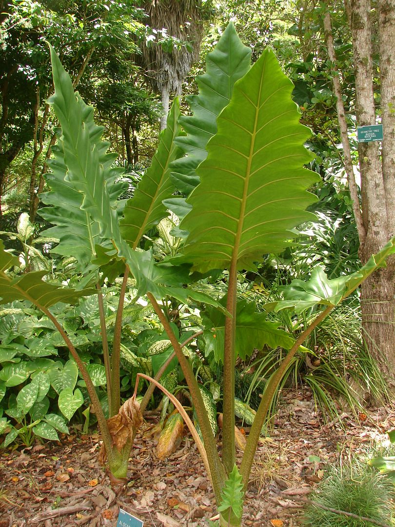 Polynesian Produce Stand : ~BOA~ Alocasia Serrated Emerald ...