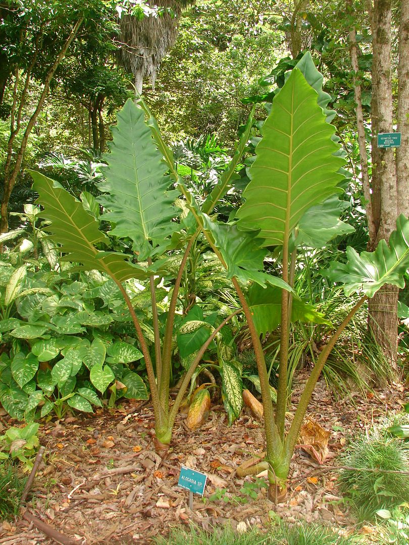 Alocasia 'Boa'