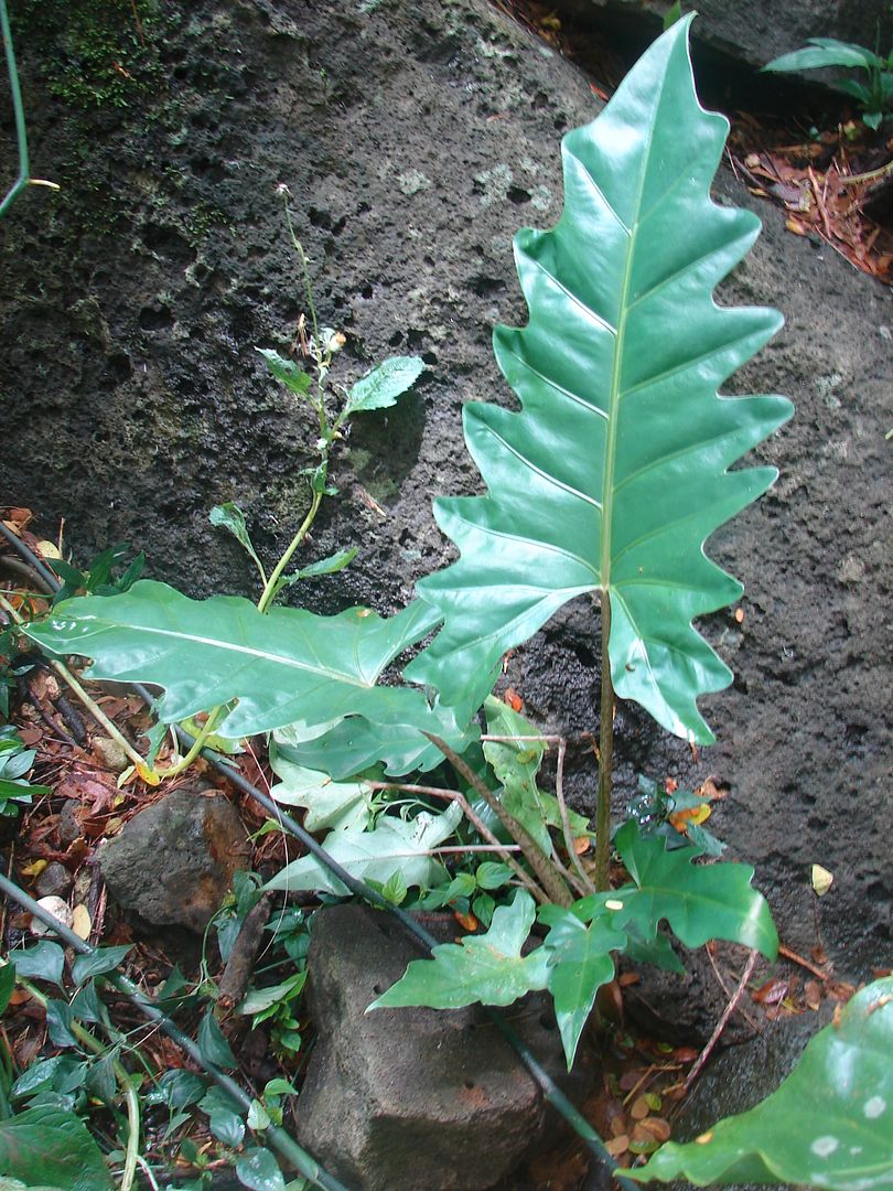 Alocasia 'Boa'