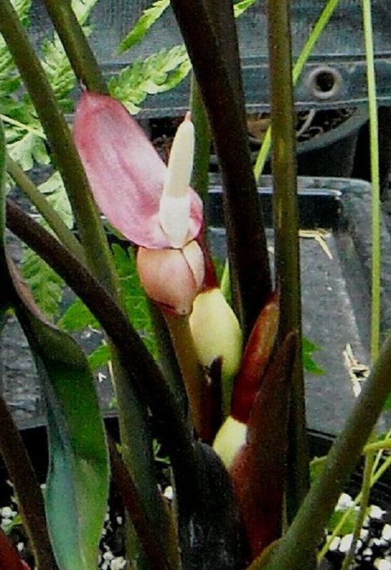 Alocasia princeps Purple_Cloak