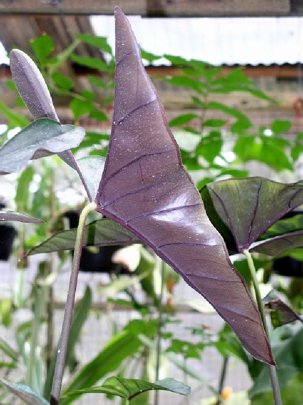 Alocasia princeps Purple_Cloak