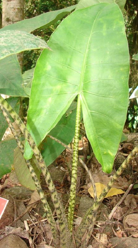 Alocasia zebrina