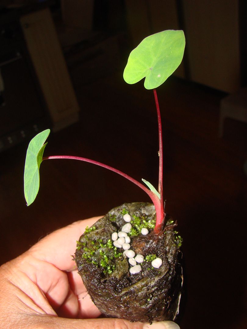 Colocasia esculenta 'Kumu Taro'