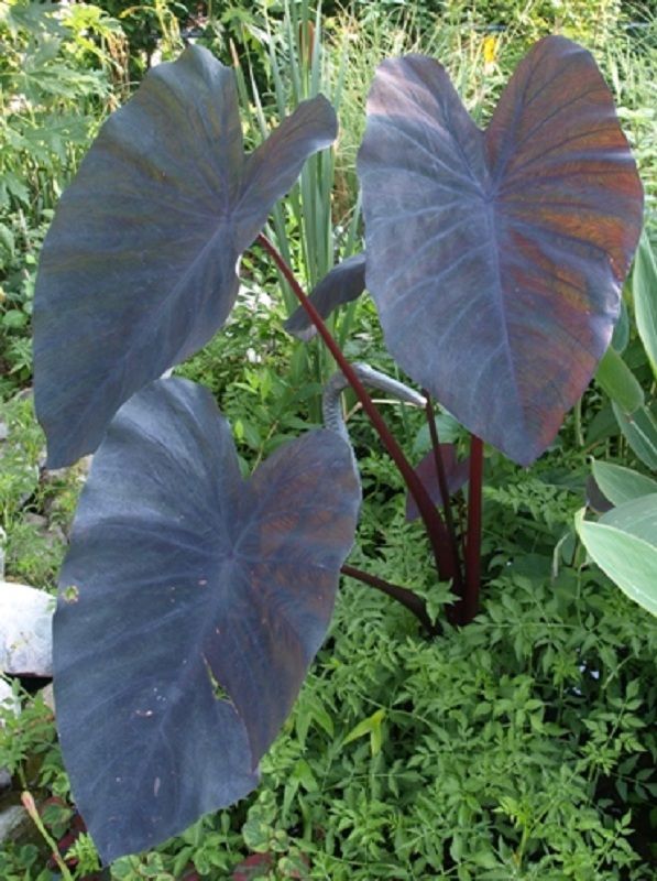 Colocasia esculenta 'Black Ruffles'