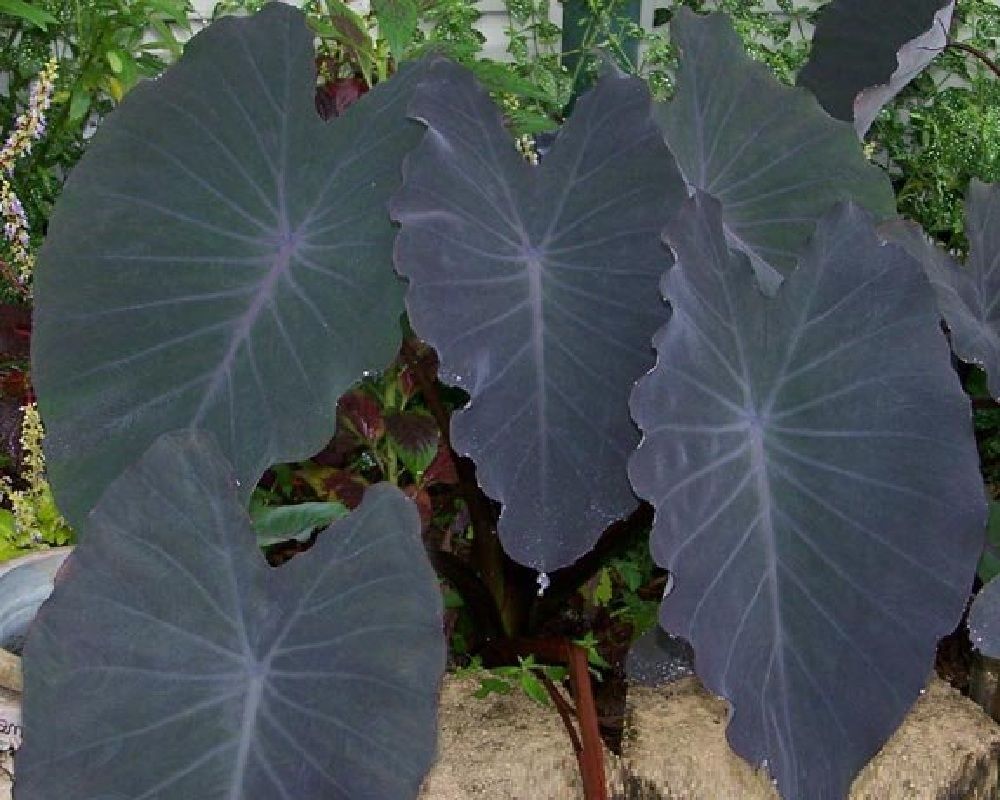 Colocasia esculenta 'Black Ruffles Taro'