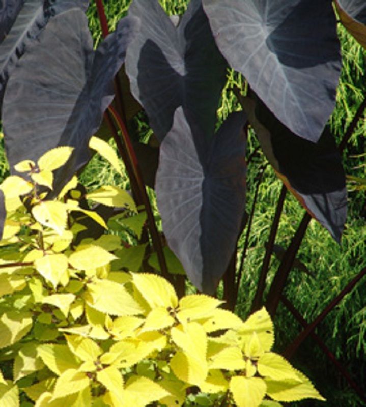 Colocasia esculenta 'Black Ruffles'