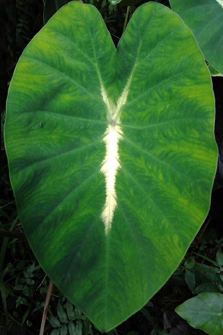 Colocasia esculenta nanciana 'Nancy's Revenge'