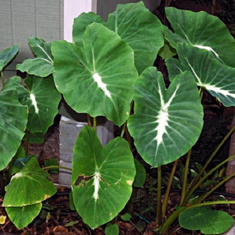 Polynesian_Produce_Stand