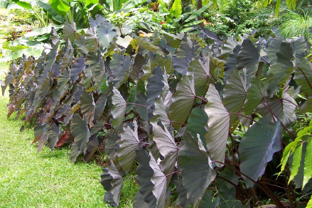 Colocasia esculenta 'Black Beauty' Taro