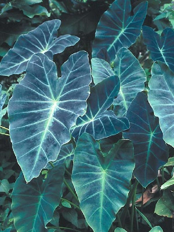 Colocasia esculenta 'Coal Miner'