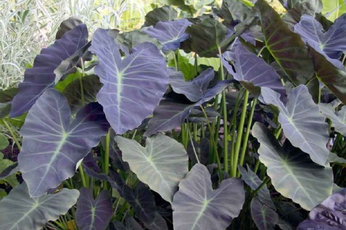 Colocasia esculenta 'Coal Miner Taro'