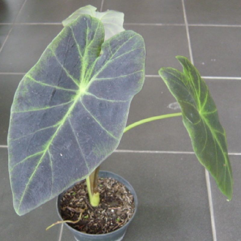 Colocasia esculenta 'Coal Miner'