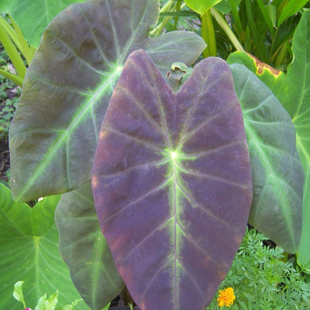 Colocasia esculenta 'Coal Miner'